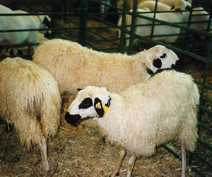 Λειτουργία πρότυπης μονάδας προβατοτροφίας σε συνεργασία με τη Κτηνιατρική Σχολή του Α.Π.Θ.